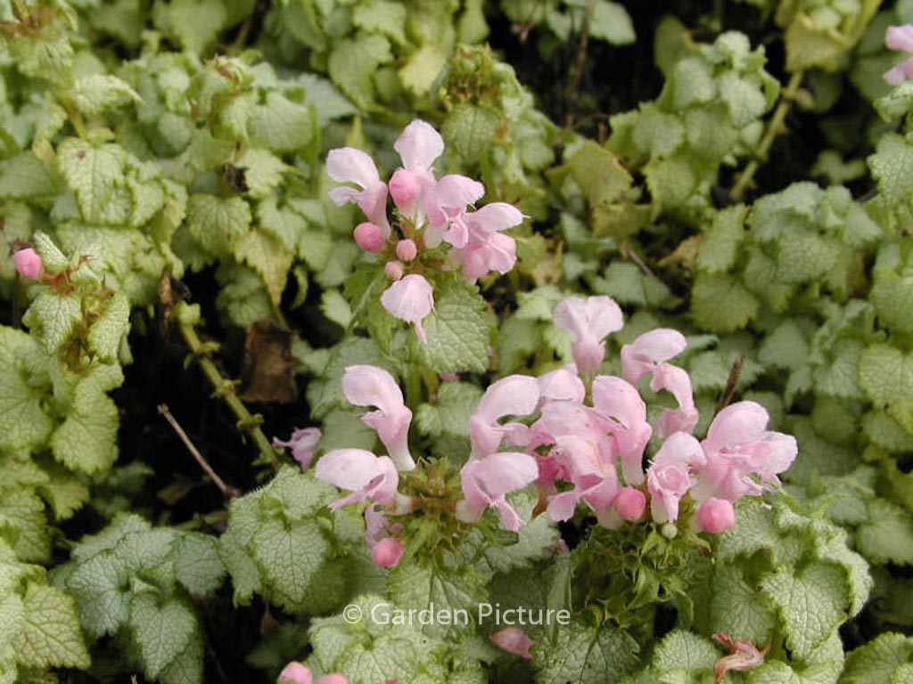 Lamium maculatum ‘Pink Pewter’
