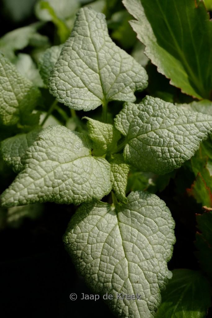 Lamium maculatum ‘Purple Dragon’