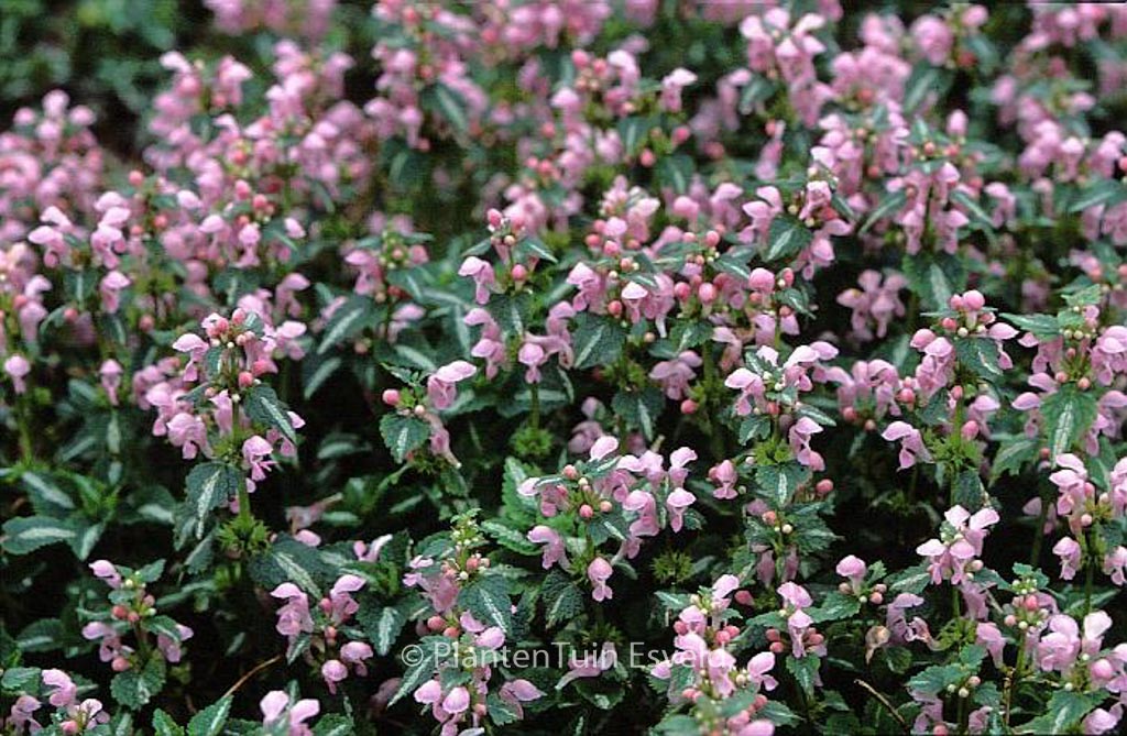 Lamium maculatum ‘Shell Pink’