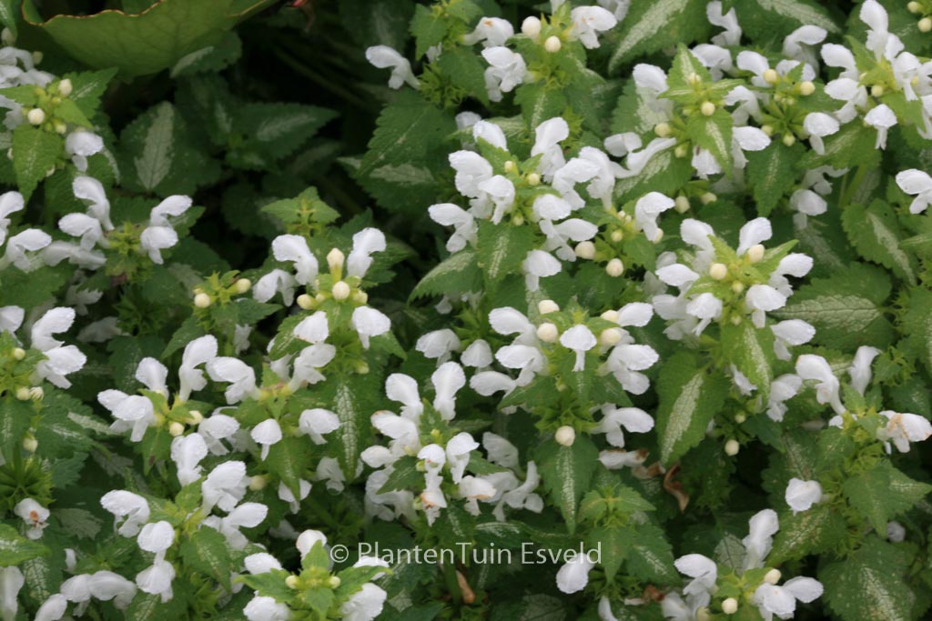 Lamium maculatum ‘White Nancy’