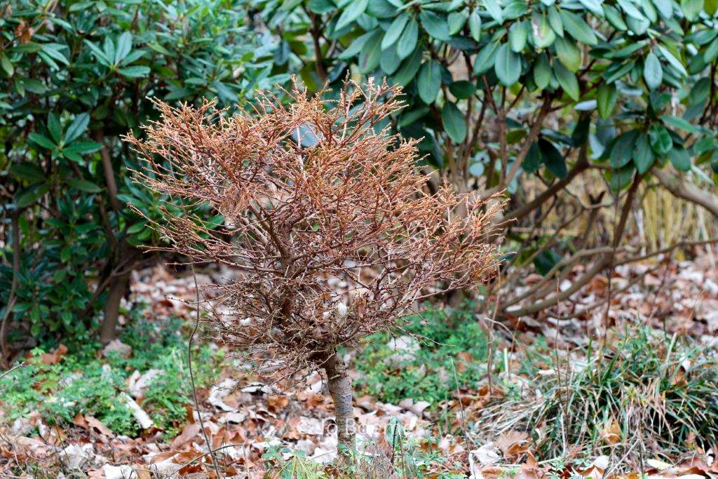 Larix gmelinii ‘Dortmund’