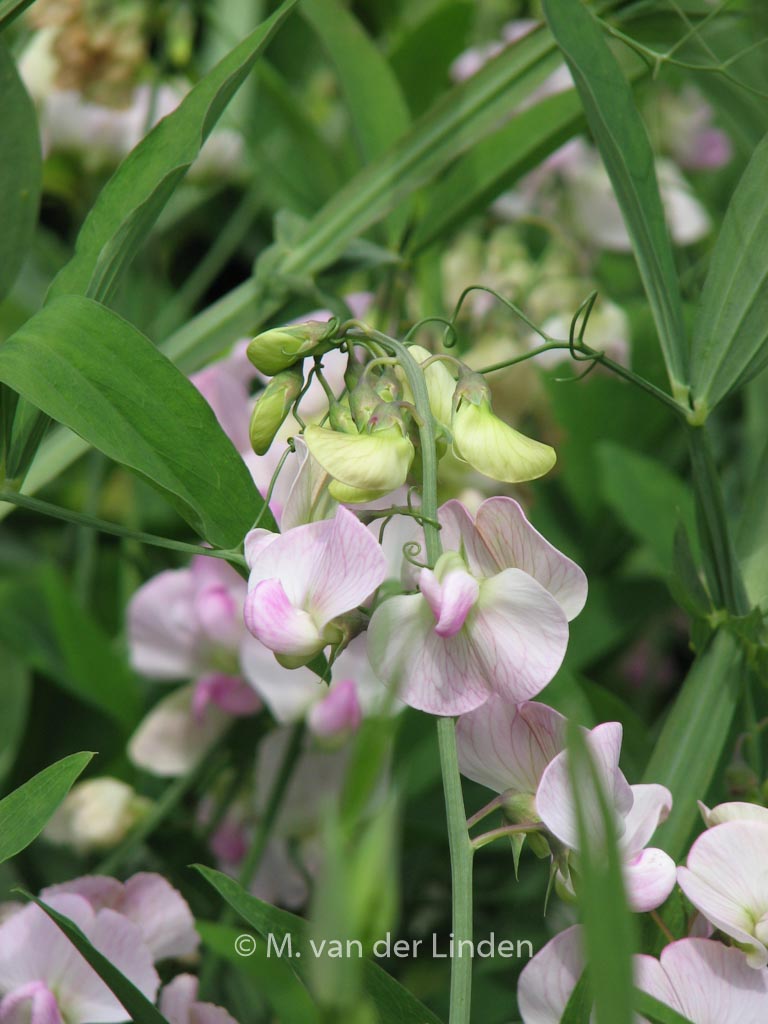 Lathyrus latifolius ‘Pink Pearl’