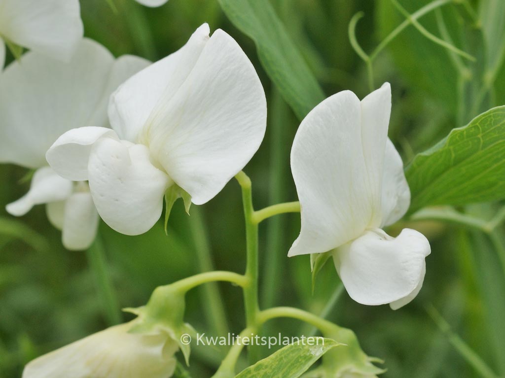 Lathyrus latifolius ‘White Pearl’