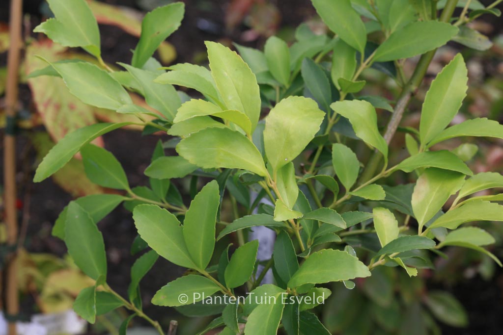 Laureliopsis philippiana