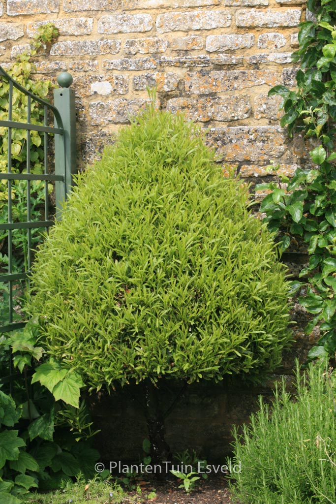 Laurus nobilis ‘Angustifolia’