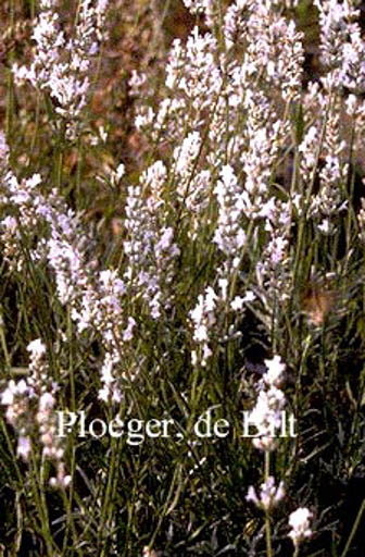Lavandula angustifolia ‘Alba’