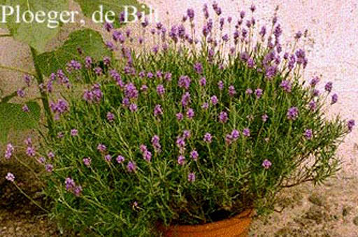 Lavandula angustifolia ‘Dwarf Blue’