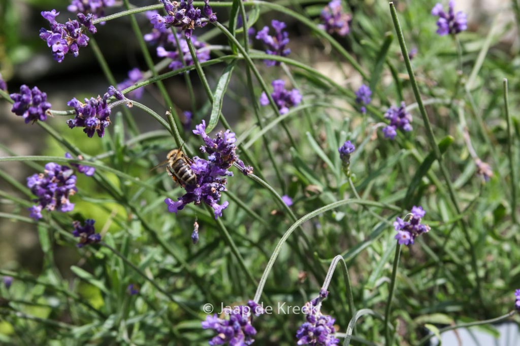 Lavandula angustifolia ‘Imperial Gem’