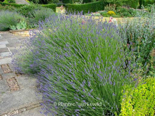 Lavandula intermedia ‘Dutch’