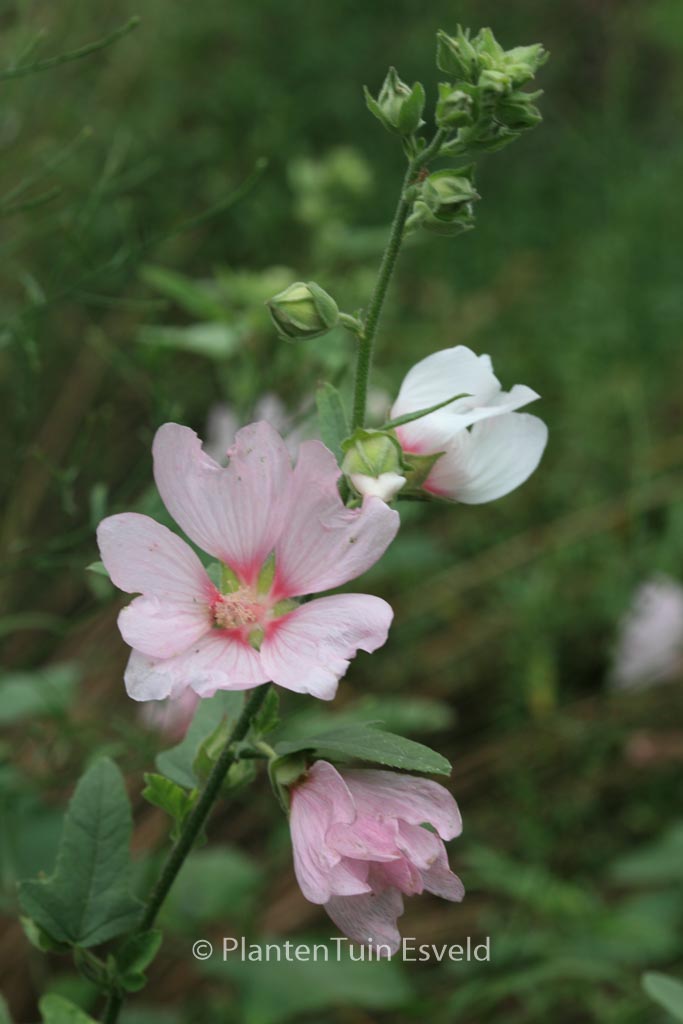 Lavatera ‘Blushing Bride’