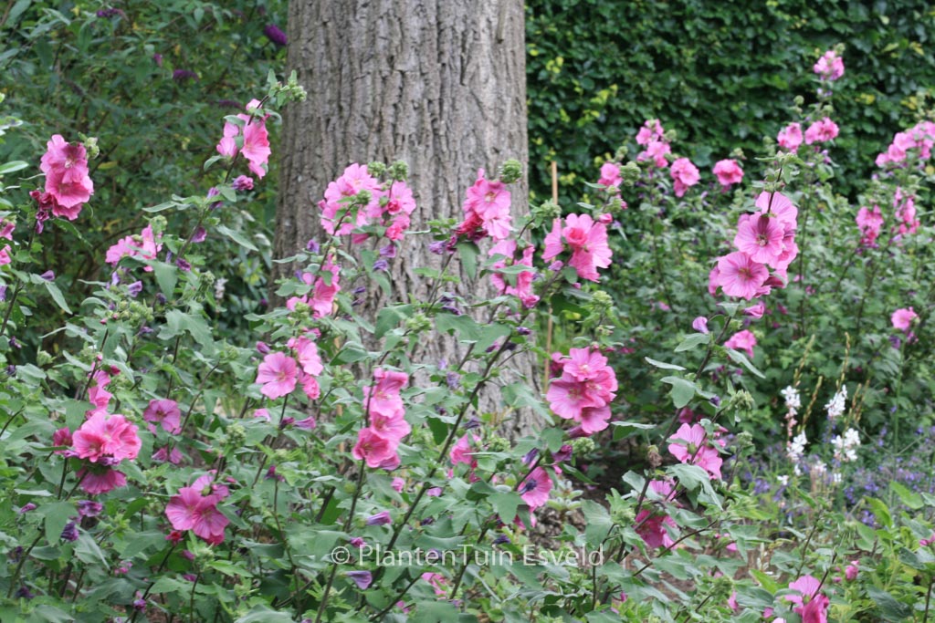 Lavatera ‘Bredon Springs’