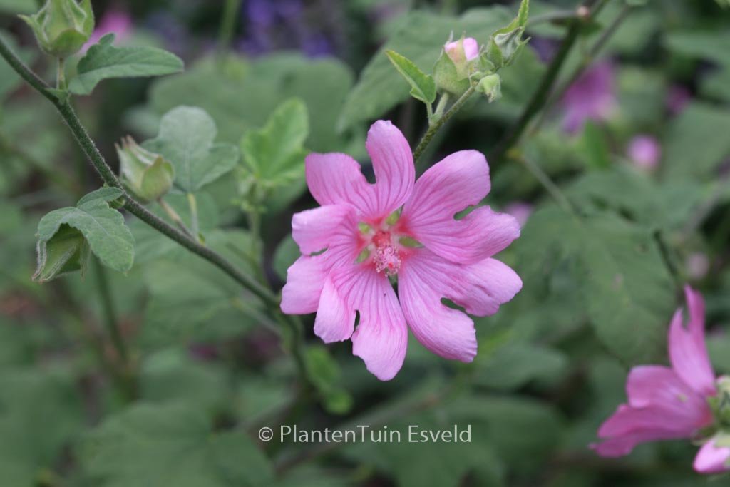 Lavatera ‘Candy Floss’