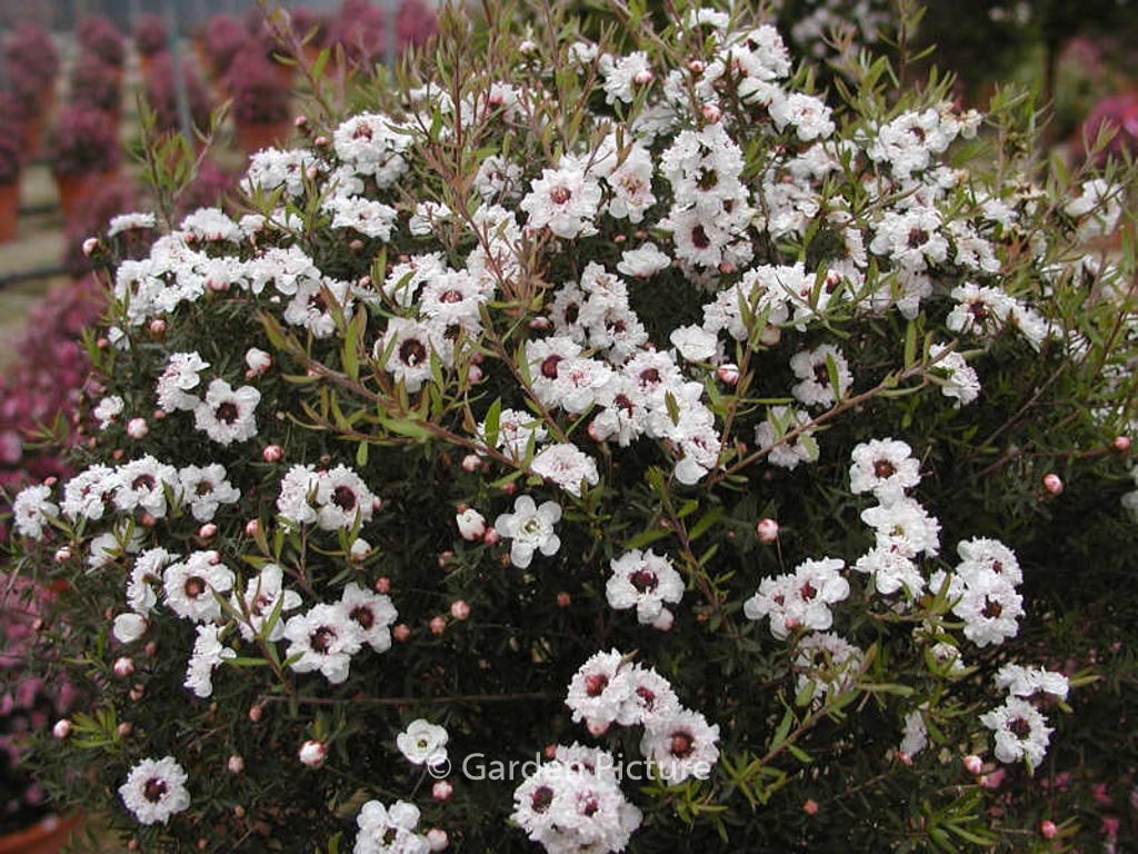 Leptospermum scoparium ‘Snow Flurry’