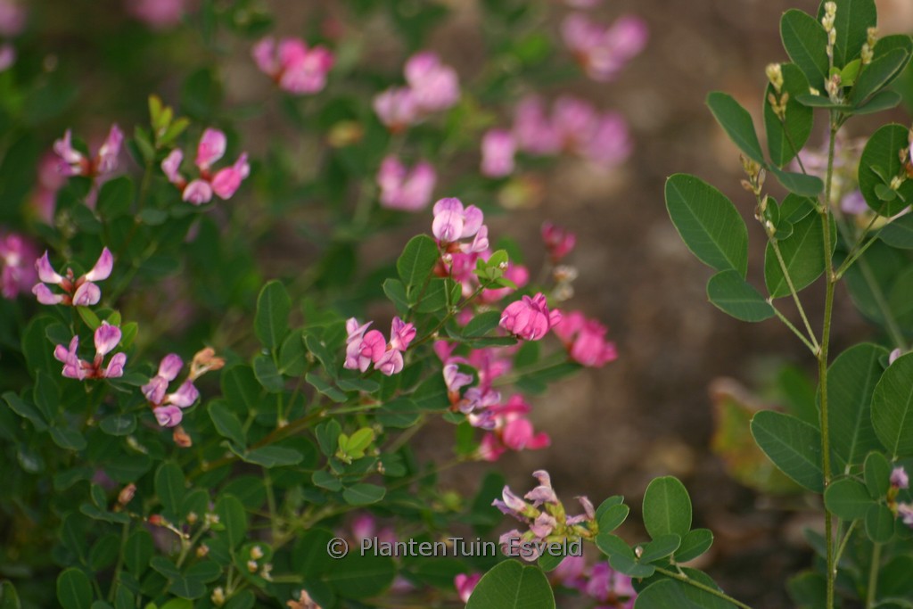 Lespedeza bicolor ‘Summer Beauty’