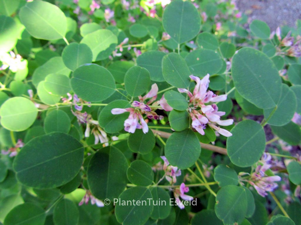 Lespedeza bicolor