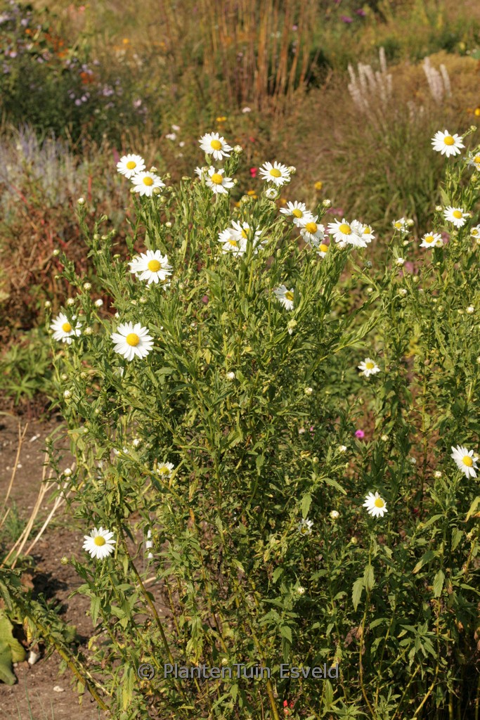 Leucanthemella serotina ‘Herbststern’