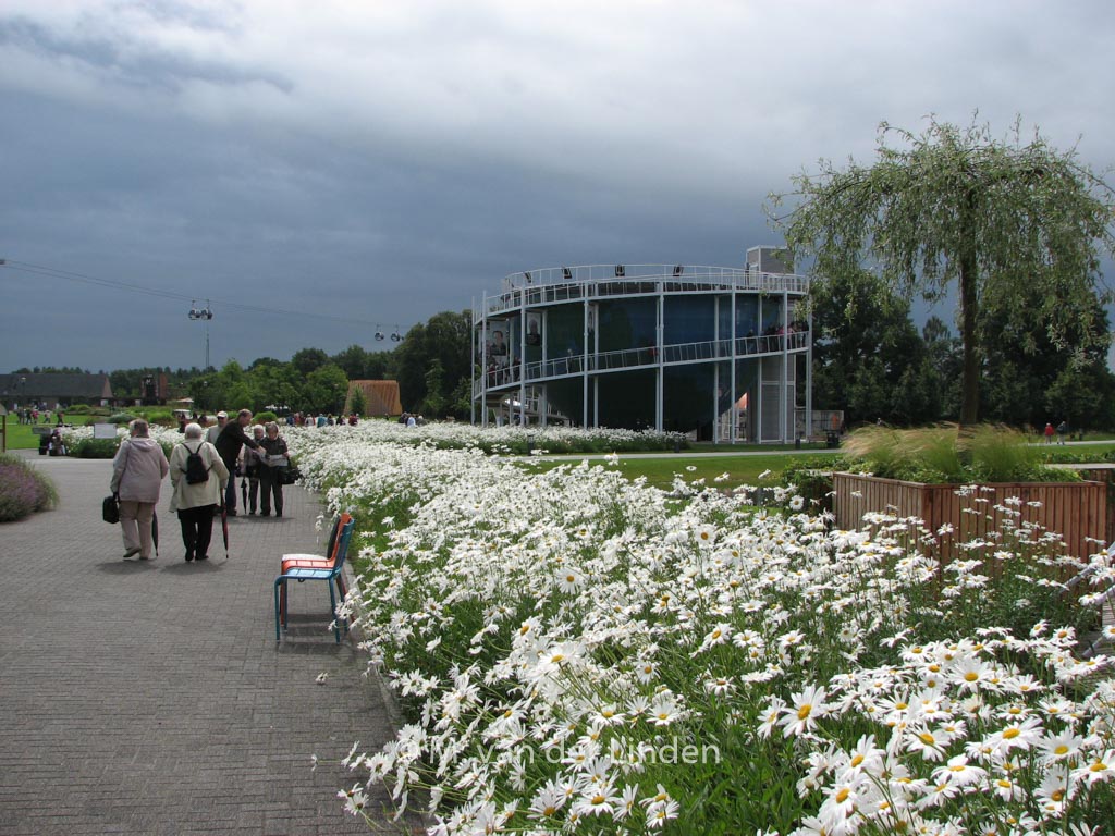Leucanthemum ‘Alaska’