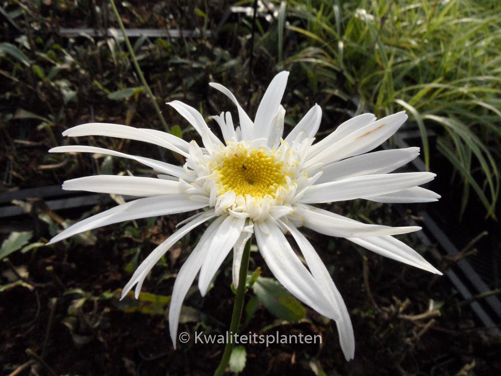 Leucanthemum ‘Christine Hageman’