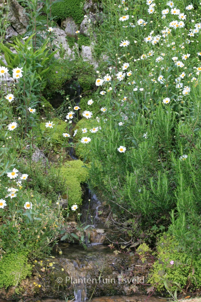 Leucanthemum vulgare ‘Maikoenigin’