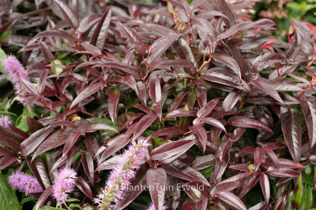 Leucothoe ‘Zebekot’ (CARINELLA)
