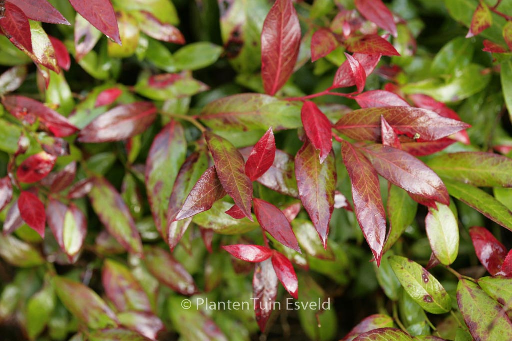 Leucothoe ‘Zeblid’ (SCARLETTA)