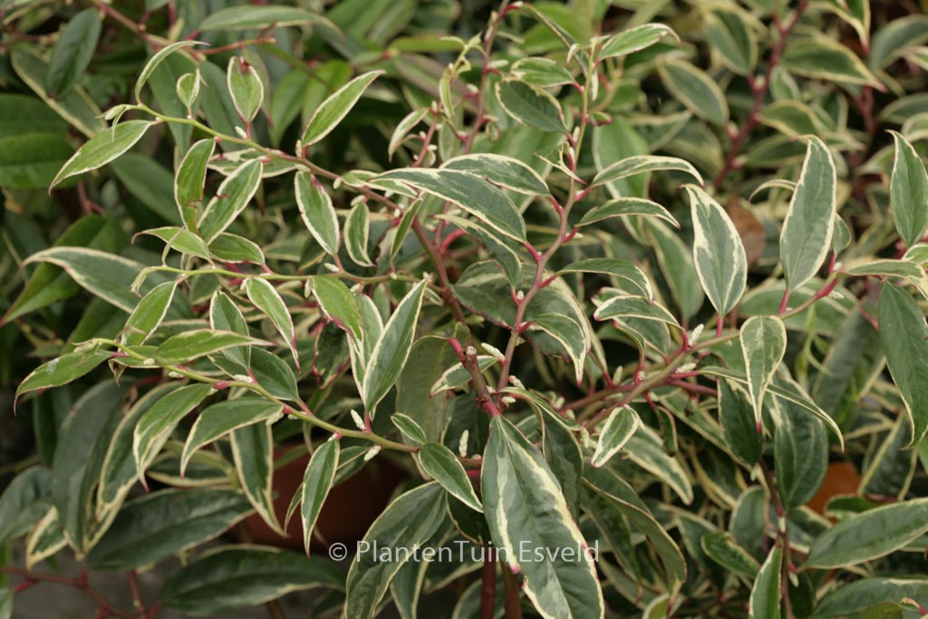 Leucothoe fontanesiana ‘Howw’ (WHITEWATER)