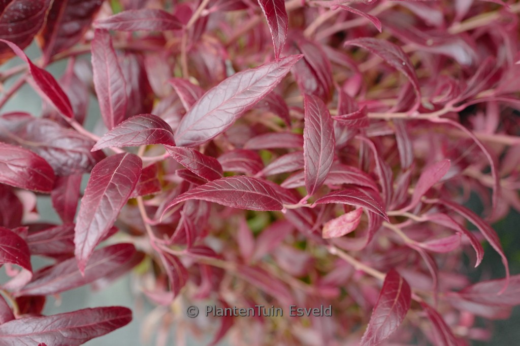 Leucothoe fontanesiana ‘Simsalabim’