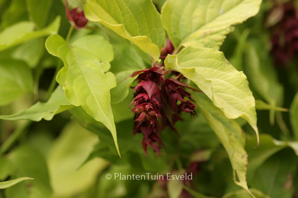 Leycesteria formosa ‘Notbruce’ (GOLDEN LANTERN)