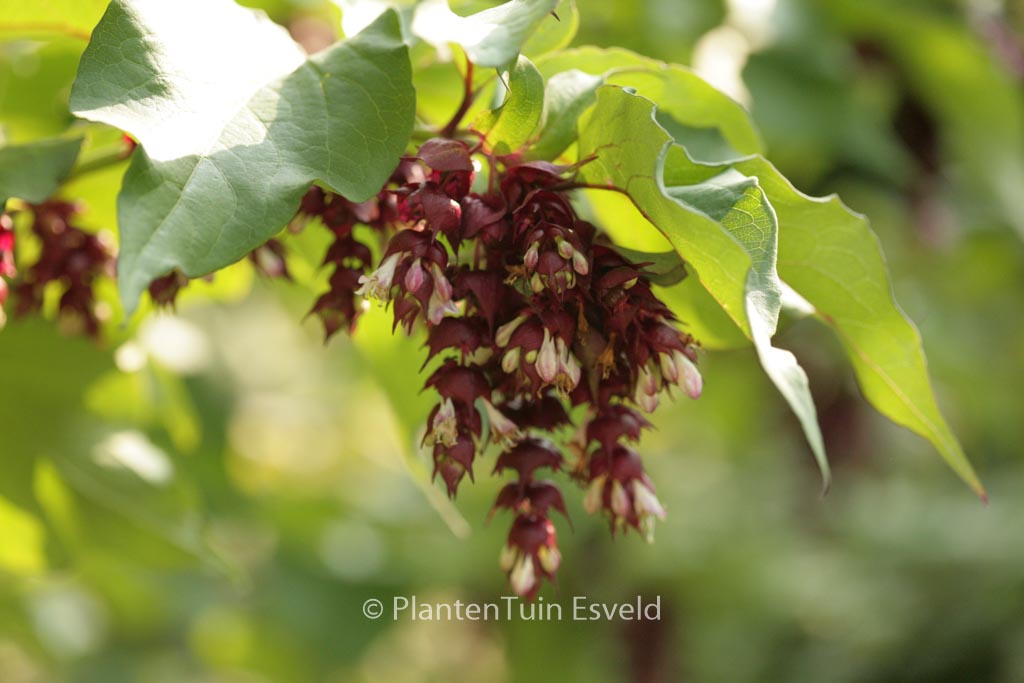 Leycesteria formosa ‘Purple Rain’