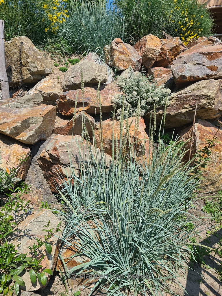 Leymus arenarius ‘Blue Dune’