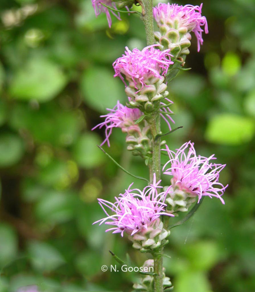 Liatris aspera