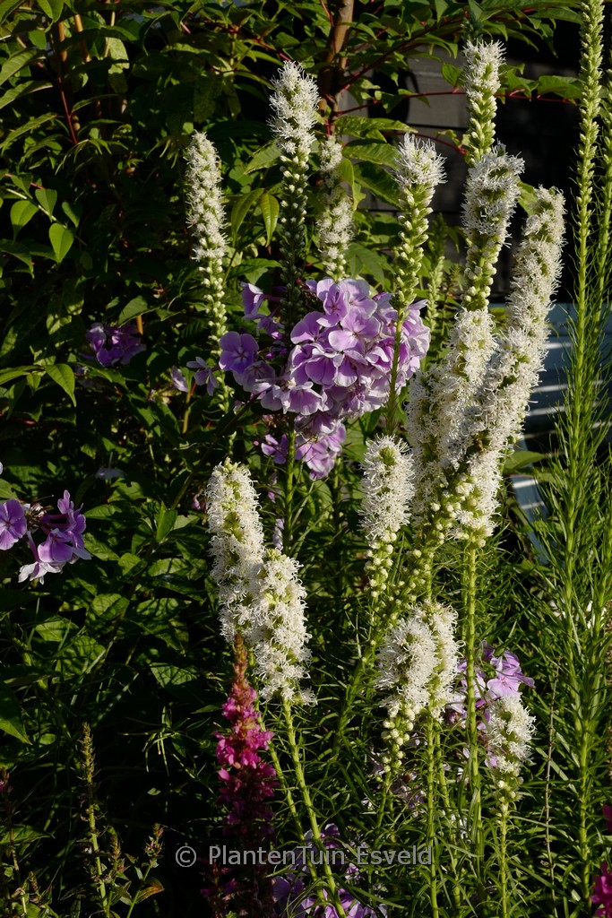 Liatris spicata ‘Alba’