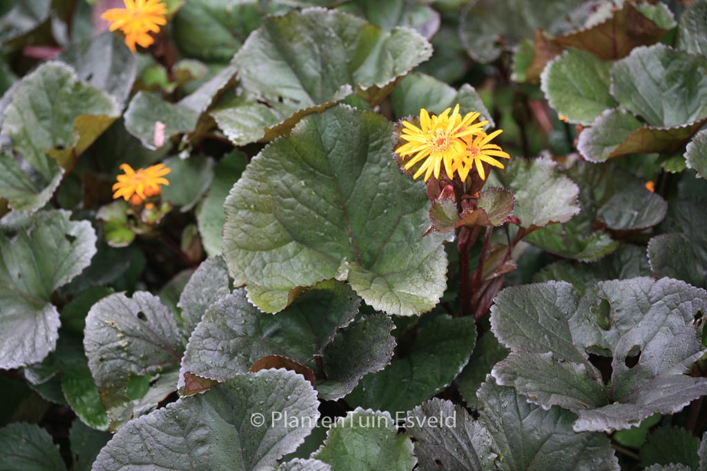Ligularia dentata ‘Britt-Marie Crawford’
