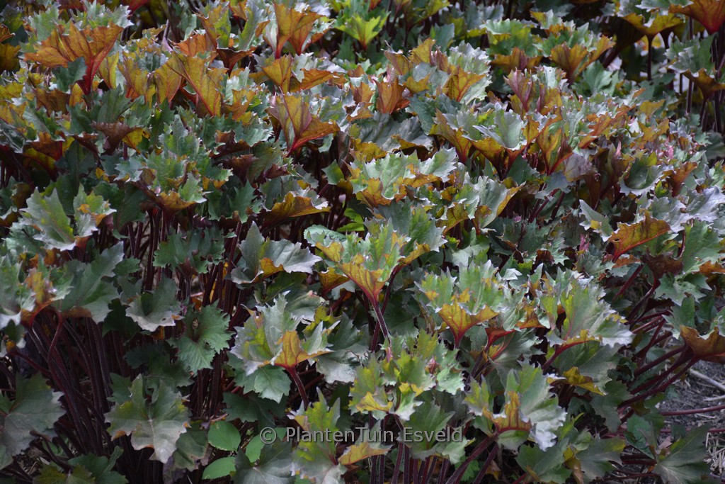 Ligularia dentata ‘Little Golden Ray’