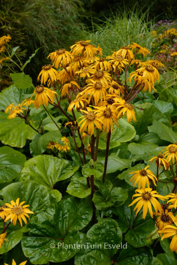 Ligularia dentata