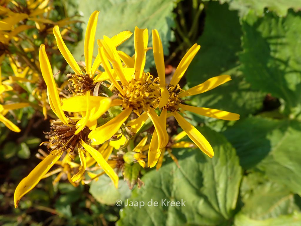 Ligularia hessei ‘Gregynog Gold’