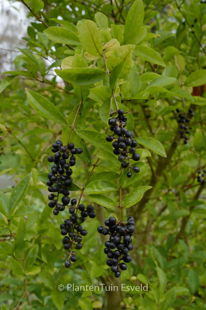 Ligustrum ‘Berry Boom’