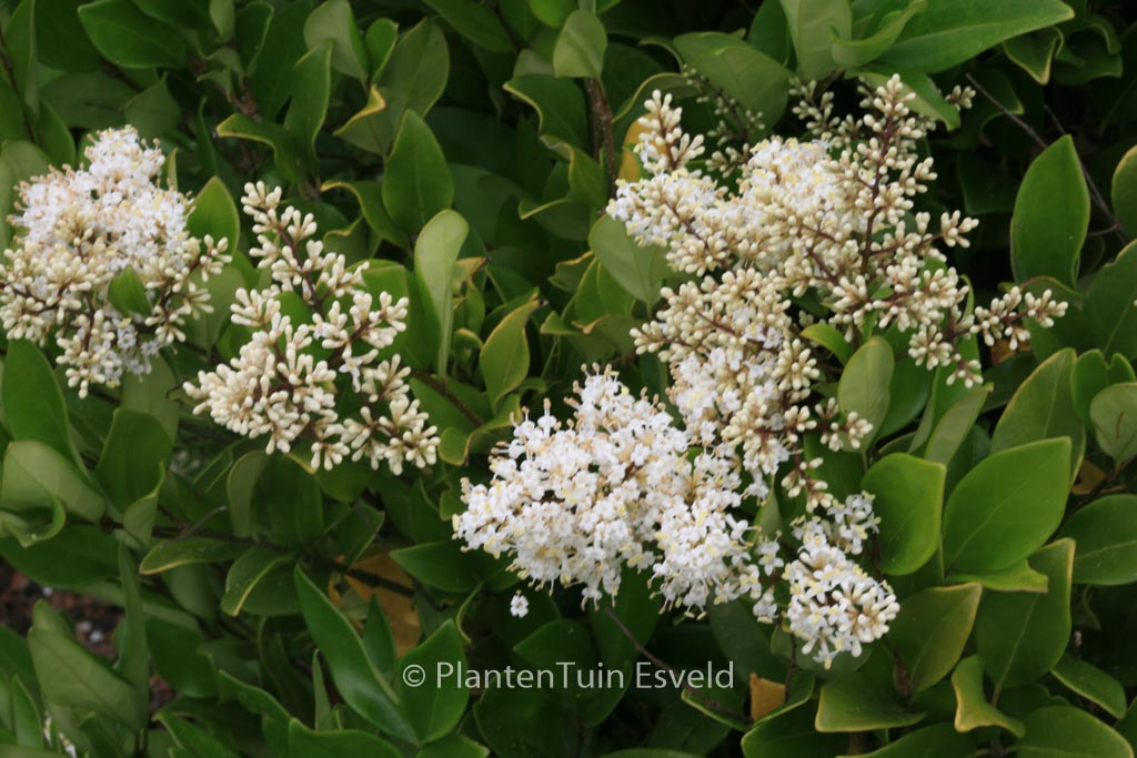 Ligustrum japonicum ‘Texanum’