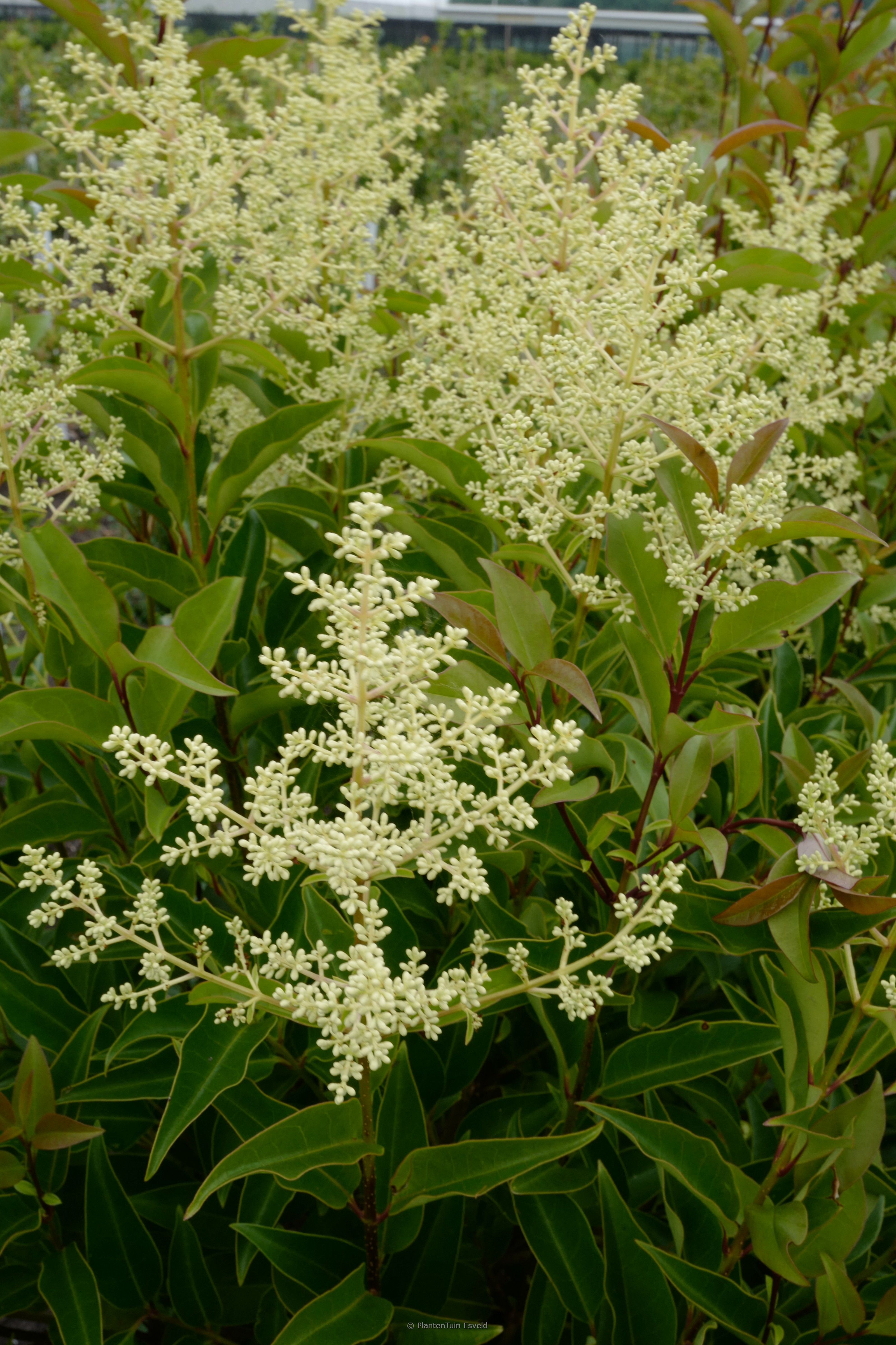 Ligustrum lucidum ‘Bokrascreen’ (GREEN SCREEN