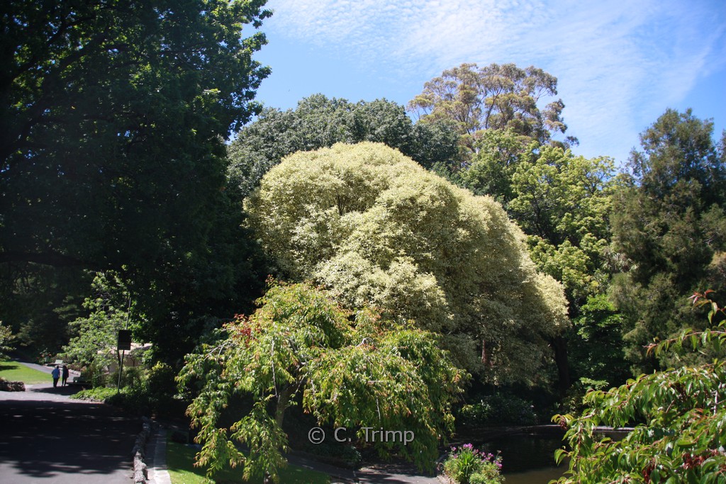 Ligustrum lucidum ‘Tricolor’