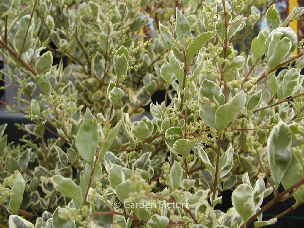 Ligustrum ovalifolium ‘Argenteum’