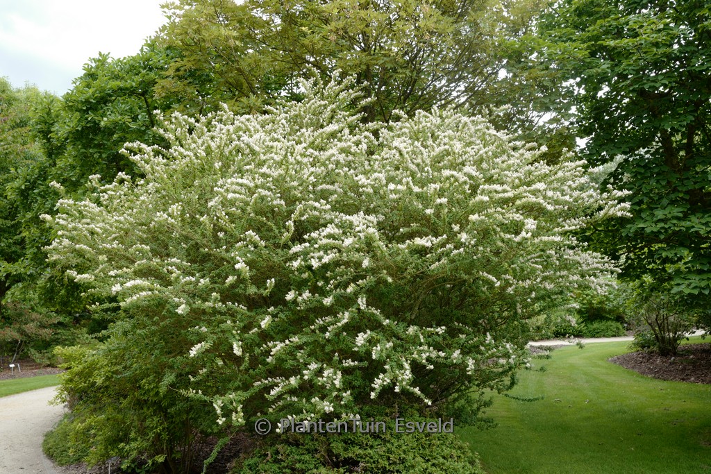 Ligustrum sinense ‘Eugene Clive’
