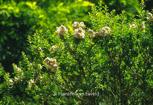 Ligustrum sinense ‘Wimbei’