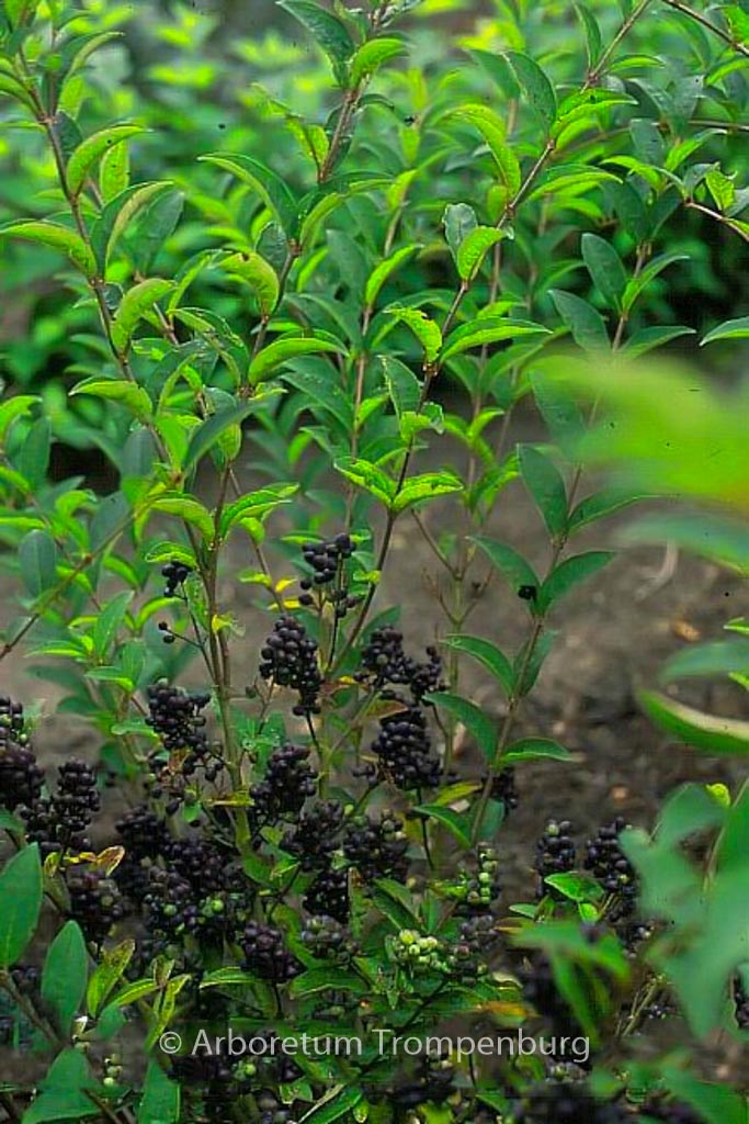 Ligustrum tschonoskii ‘Little Thomas’