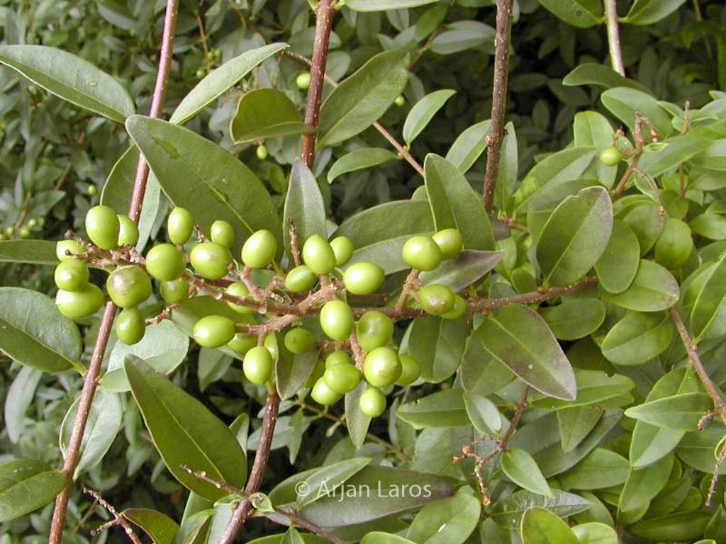 Ligustrum vulgare ‘Atrovirens’