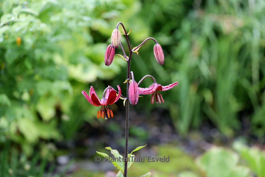 Lilium ‘Claude Shride’