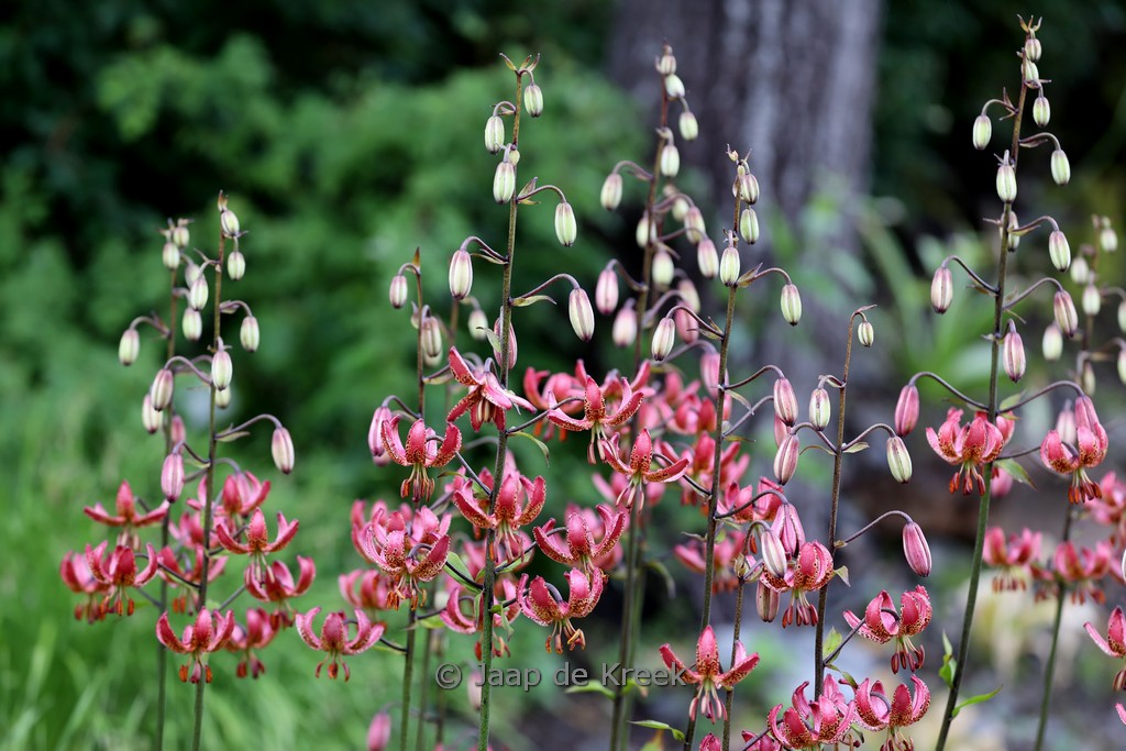 Lilium ‘Manitoba Morning’