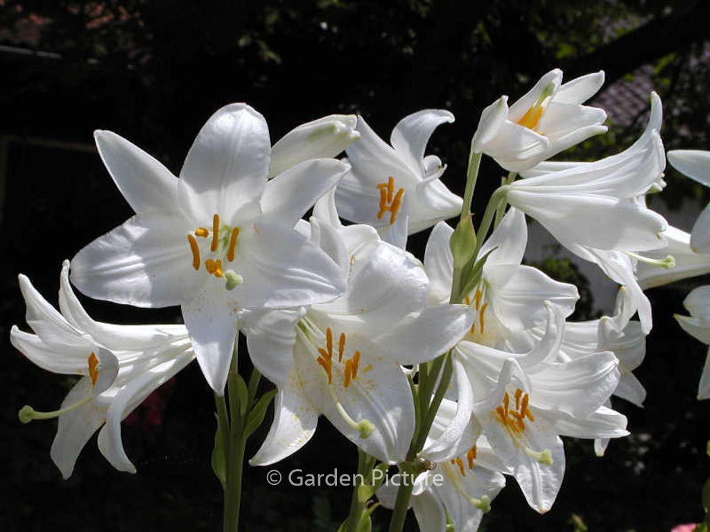 Lilium candidum