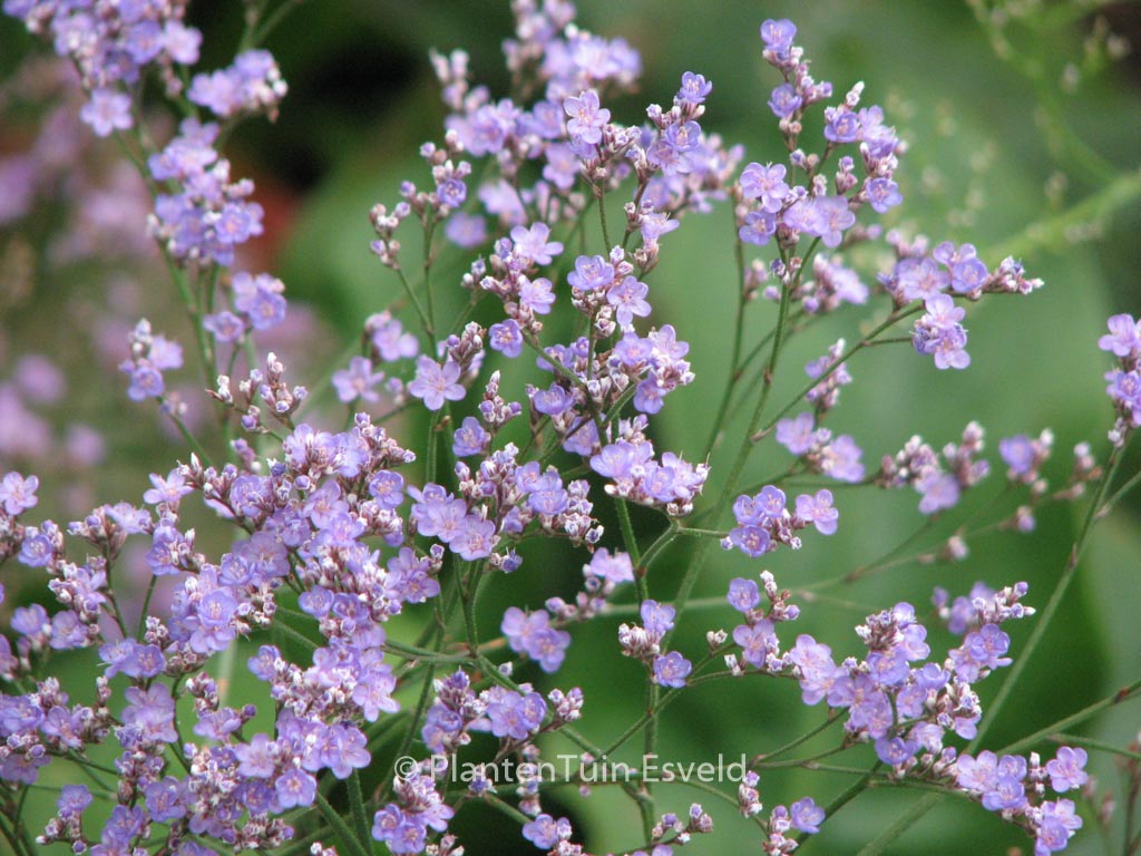Limonium latifolium
