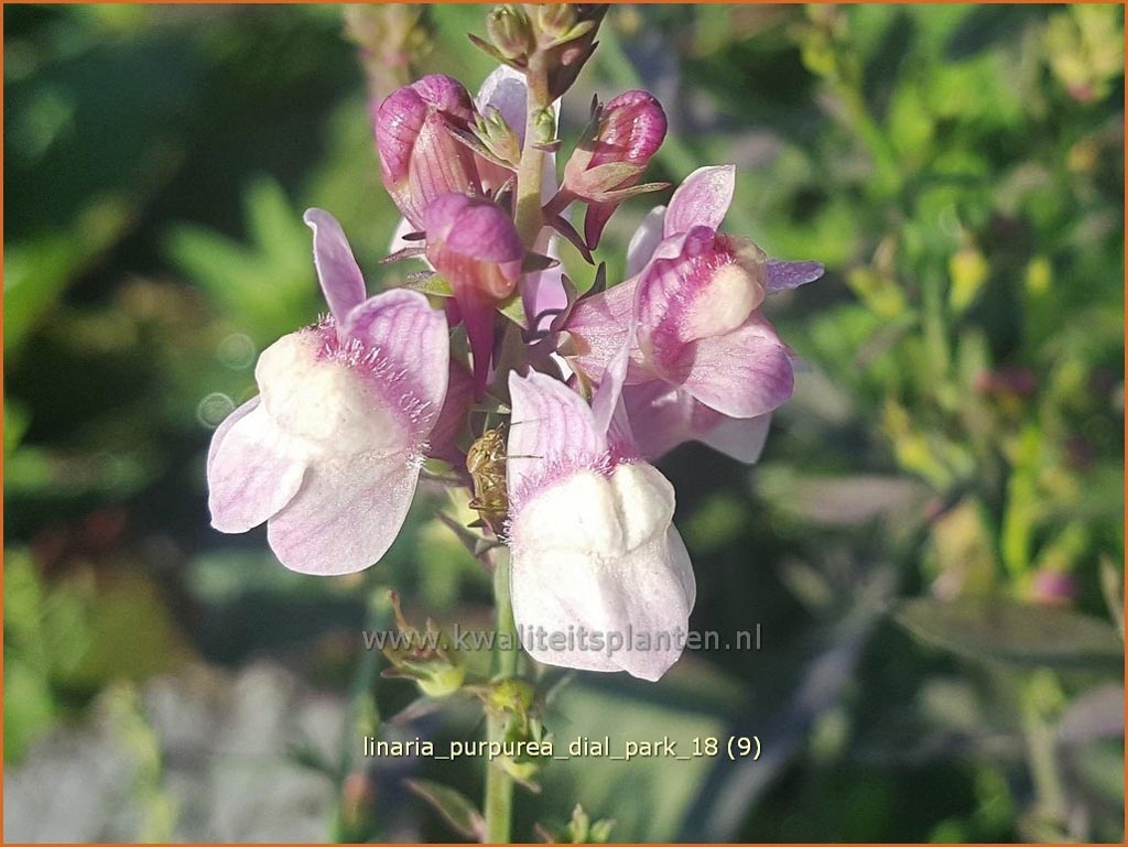 Linaria purpurea ‘Dial Park’